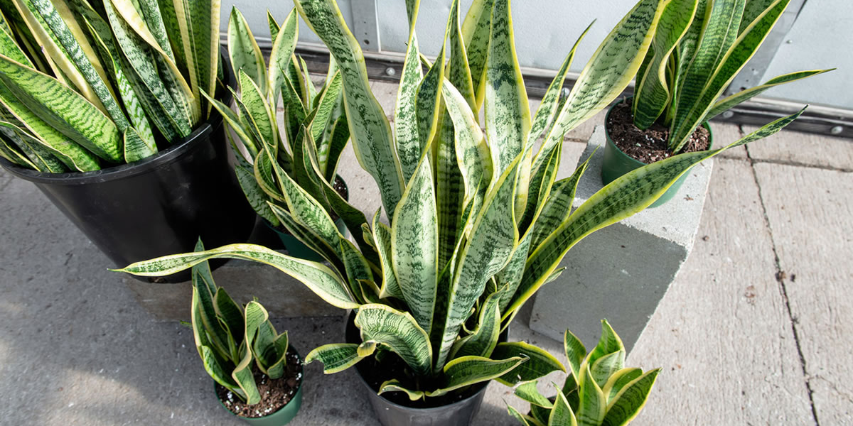 How To Care For And Multiply Sansevieria Or Mother In Laws Tongue Grandmas Easy Tricks 