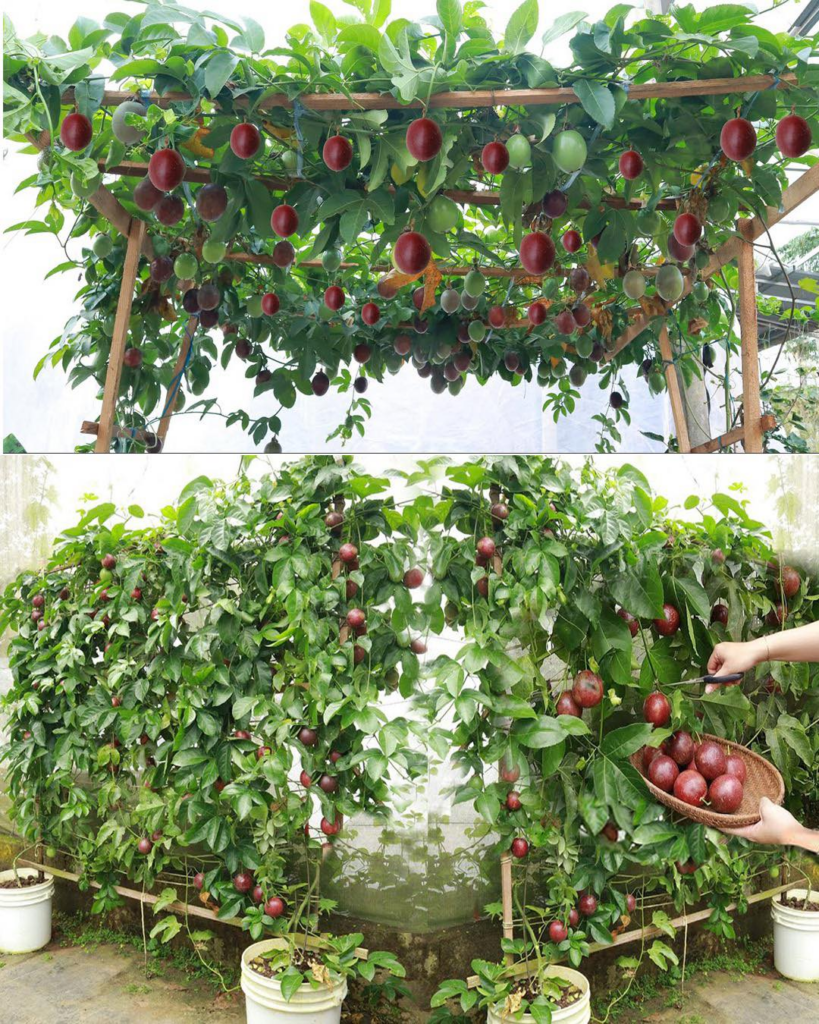 How to Grow Passion Fruit at Home in Containers Grandma's easy tricks